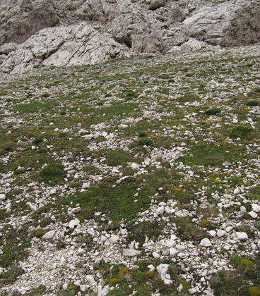 Lassù dove finisce il bosco