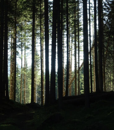 Immersi nell'odor di resina degli abeti