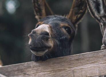 Un Inverno da Somari in Primiero