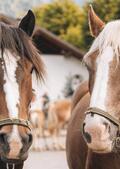 Gran Festa del Desmontegar