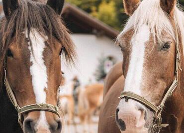 Gran Festa del Desmontegar: Boskavai