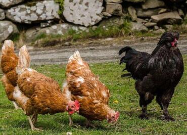 Coccod&egrave; Party